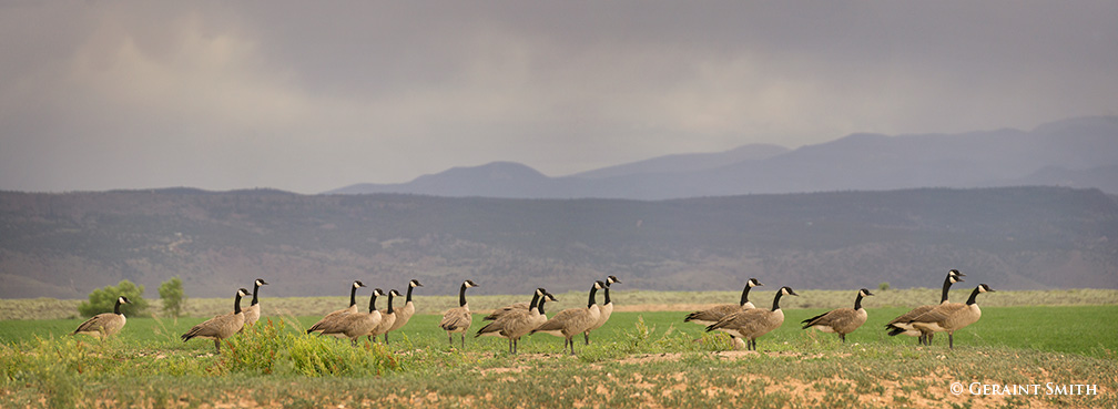 Canada Geese san luis valley colorado