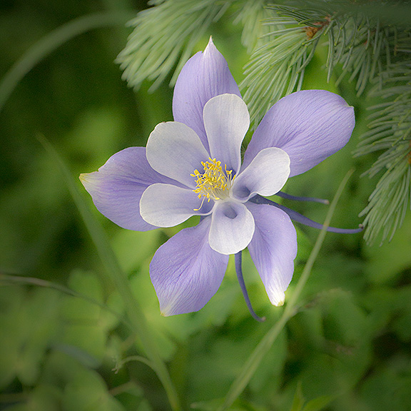 Columbine on the Williams Lake Trail