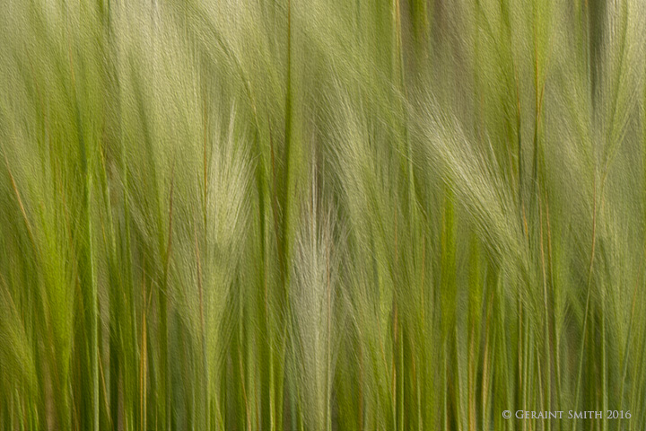 Roadside grasses questa new mexico