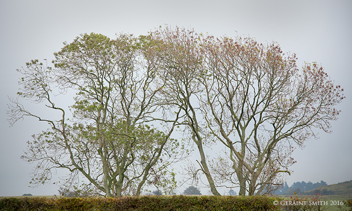 Along the hedgerow, near Hawick, UK