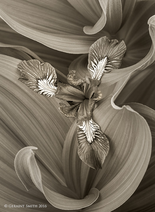 Wild Iris and False Hellebore