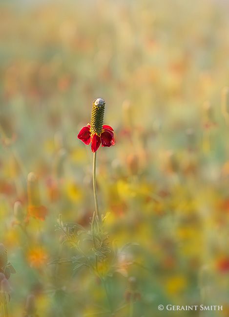 Mexican hat wildflowers everywhere along the highways and in mountain meadows