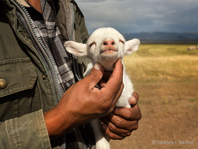 August 12, 2016    This Peruvian shepherd caresses the lost lamb appearing to reassure it will be reunited with it;s mama. Within five minutes it was suckling away!  San luis valley colorado