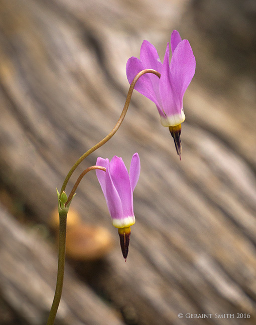 "Shooting Stars" on the Williams Lake Trail, Taos Ski Valley