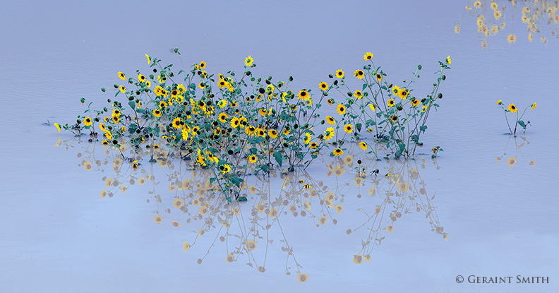 Sunflowers in the flooded arroyos makes for a beautiful composition mesa summer rains