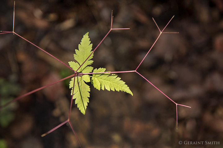 A composition in the woods where the chanterells grow