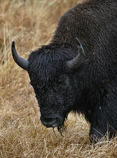 Buffalo, Yellowstone NP, Wyoming 