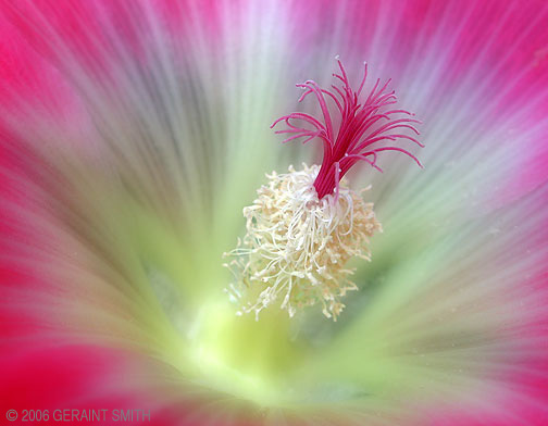 Hollyhock stamen