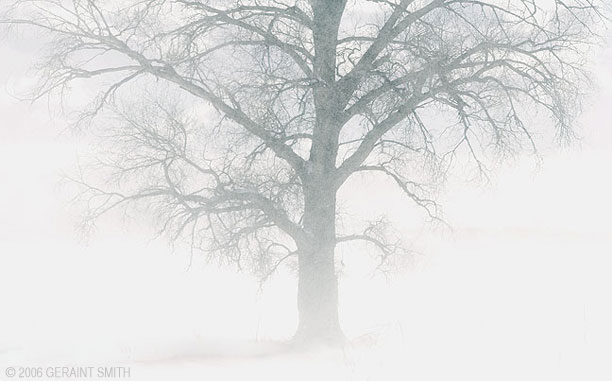 A tree in blowing snow in El Prado, NM