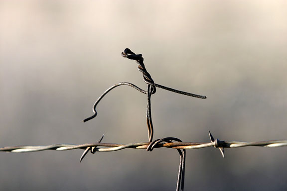 Fence Ballet