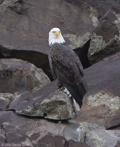 Bald Eagles wintering along the Rio Grande in Pilar, New Mexico