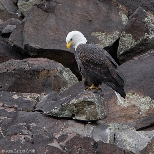 Bald Eagles wintering along the Rio Grande in Pilar, New Mexico