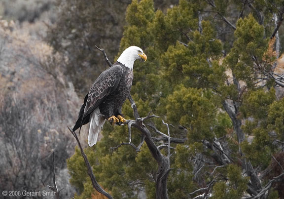 Bald Eagles wintering along the Rio Grande in Pilar, New Mexico