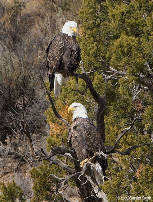 Bald Eagles wintering along the Rio Grande in Pilar, New Mexico