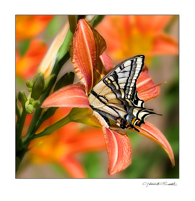 Photography in Ranchos de Taos