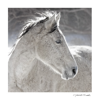 Photography in Ranchos de Taos