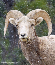 2008 April 19, Bighorn Sheep in the snow near Red River, New Mexico