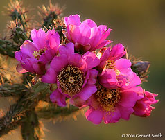 2008 April 10, Cholla Cactus flower blooms