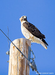 2008 April 30, Red Tailed Hawk ... about his business in the Ranchos Valley