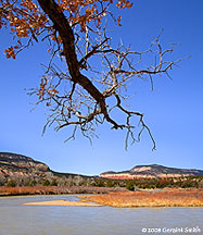 2008 April 08, Some remnants of fall on a spring day along the Rio Chama near Abiquiu, NM