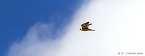 2011 April 02  Peregrine Falcon