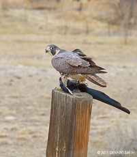 2011 April 12  A wild Peregrine Falcon with a magpie in the Ranchos Valley