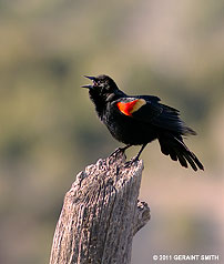 2011 April 30,  Red-winged Blackbird with a lot to say!