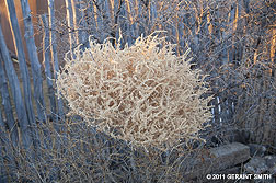 2011 April 28,  Taos ornamentation, 'the fabulous tumbleweed' !