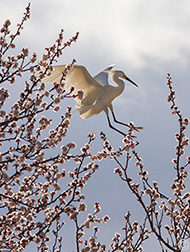 2013 April 18  Cattle Egret landing in the blossoms  at the Rio Gorge Bridge rest area