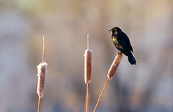 2013 April 27, Love it when the Red-winged Blackbirds return to nest in the cat-tails