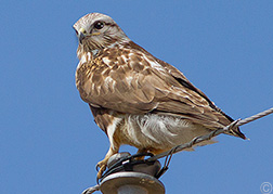 2013 April 09, Rough-legged Hawk