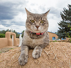2014 April 11  Adobe cat at the St Francis church Ranchos de Taos