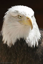 Bald Eagle at the Alburquerque Zoo