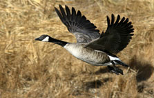 Canada goose ... migration heading north along the Rio Grande