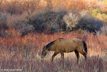 Horse colors just off the highway in Taos, New Mexico