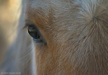 'Horse eye' in Llano de San Juan, New Mexico