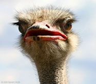 Ostrich at the Gator Farm, Mosca, Colorado