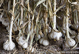 2008 August 29, Garlic harvest on a farm in Taos, NM