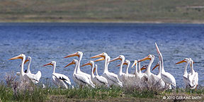 2010 August 20, White Pelicans on Eaglenest Lake 