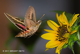 2011 August 18, Hummingbird Moth
