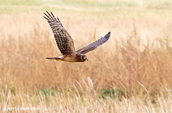 2011 August 04, Northern Harrier fly by!