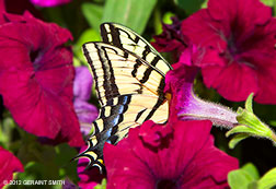 2012 August 15, Swallowtail in a petunia!