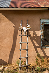 2014 August 11  Steer on a Deer, Truchas, NM