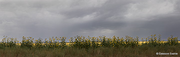 2016 August 06: Sunflowers, wheat and summer storms