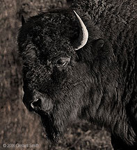 Buffalo