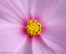 2006 August 25 Cosmos flower close up