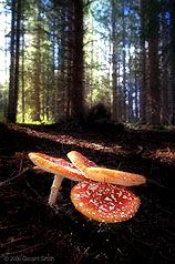 2006 August 20Amanita muscaria in the woods near Hopewell Lake