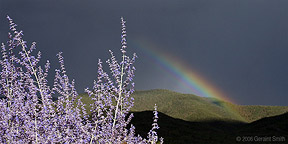 2006 August 06 Russian sage and a rainbow over the Sangre de Cristo foothills
