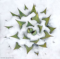 2006 December 15, Southwest Rosette, Agave and Snow