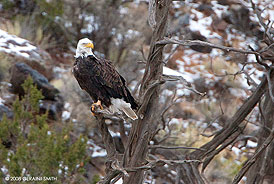 2008 December 27, Back with the eagles in the Rio Grande Gorge, south of Pilar, NM